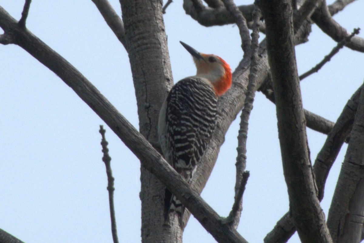 Red-bellied Woodpecker - ML371037411