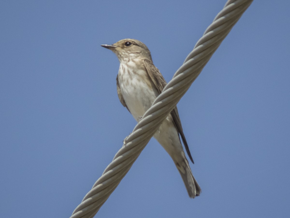 gråfluesnapper - ML371037871