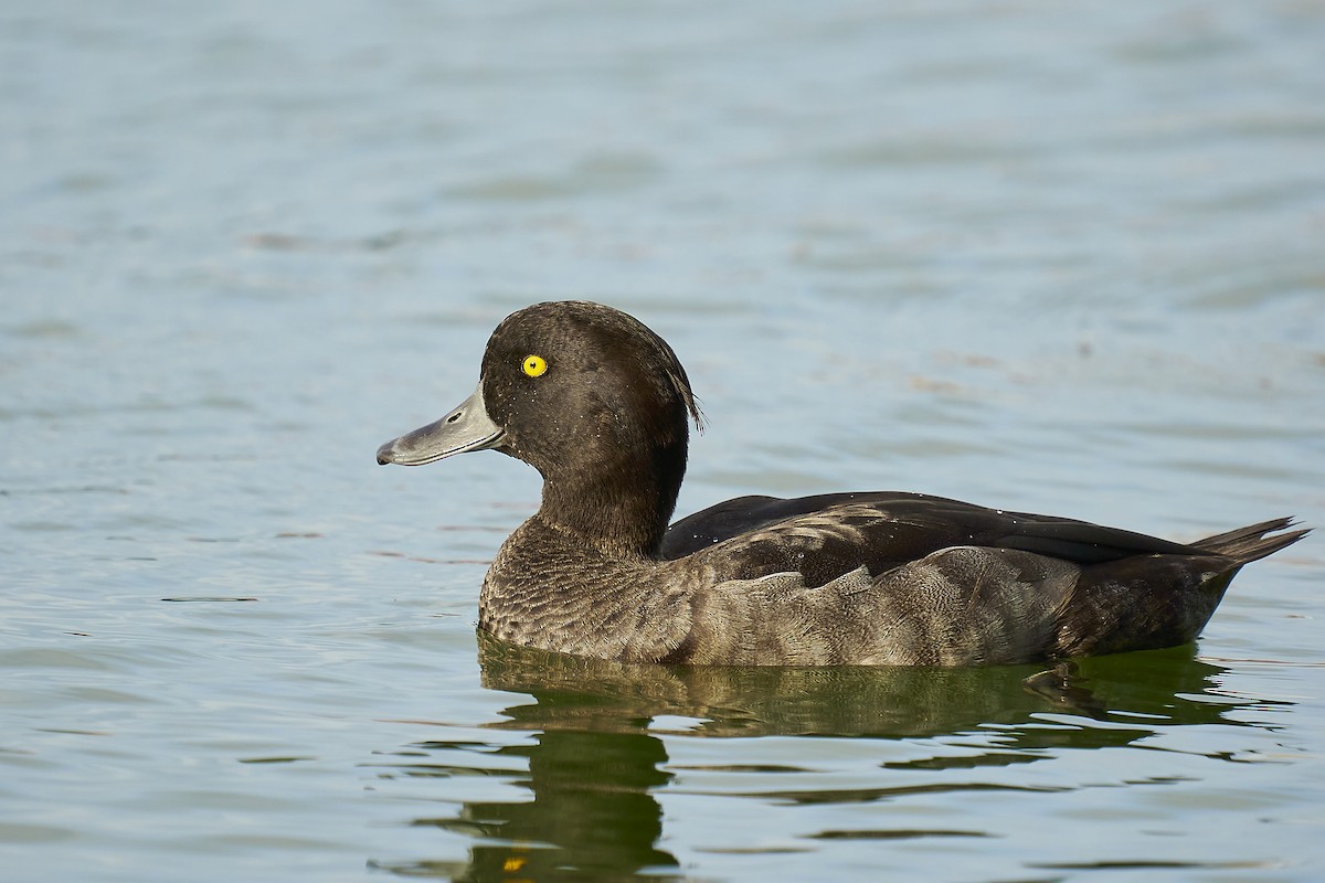 鳳頭潛鴨 - ML371037931