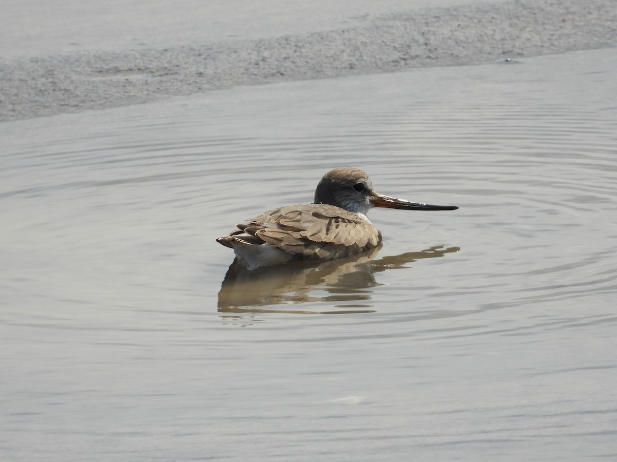 Terek Sandpiper - ML371038971