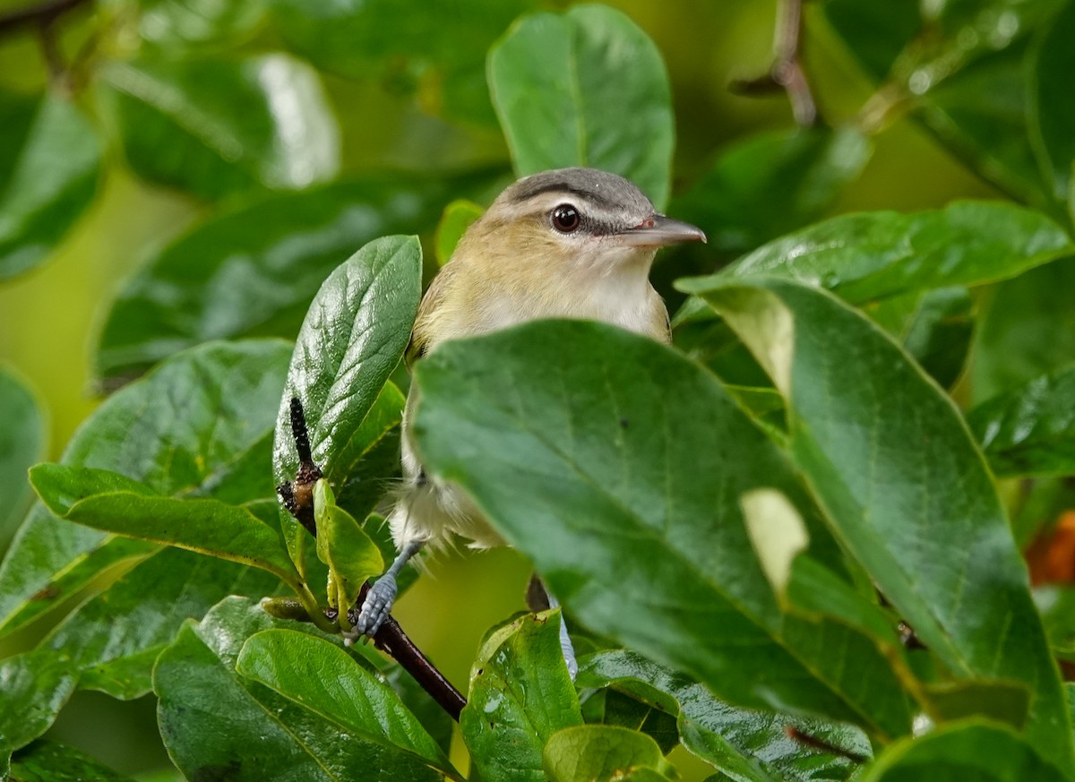 Red-eyed Vireo - Larry Theller