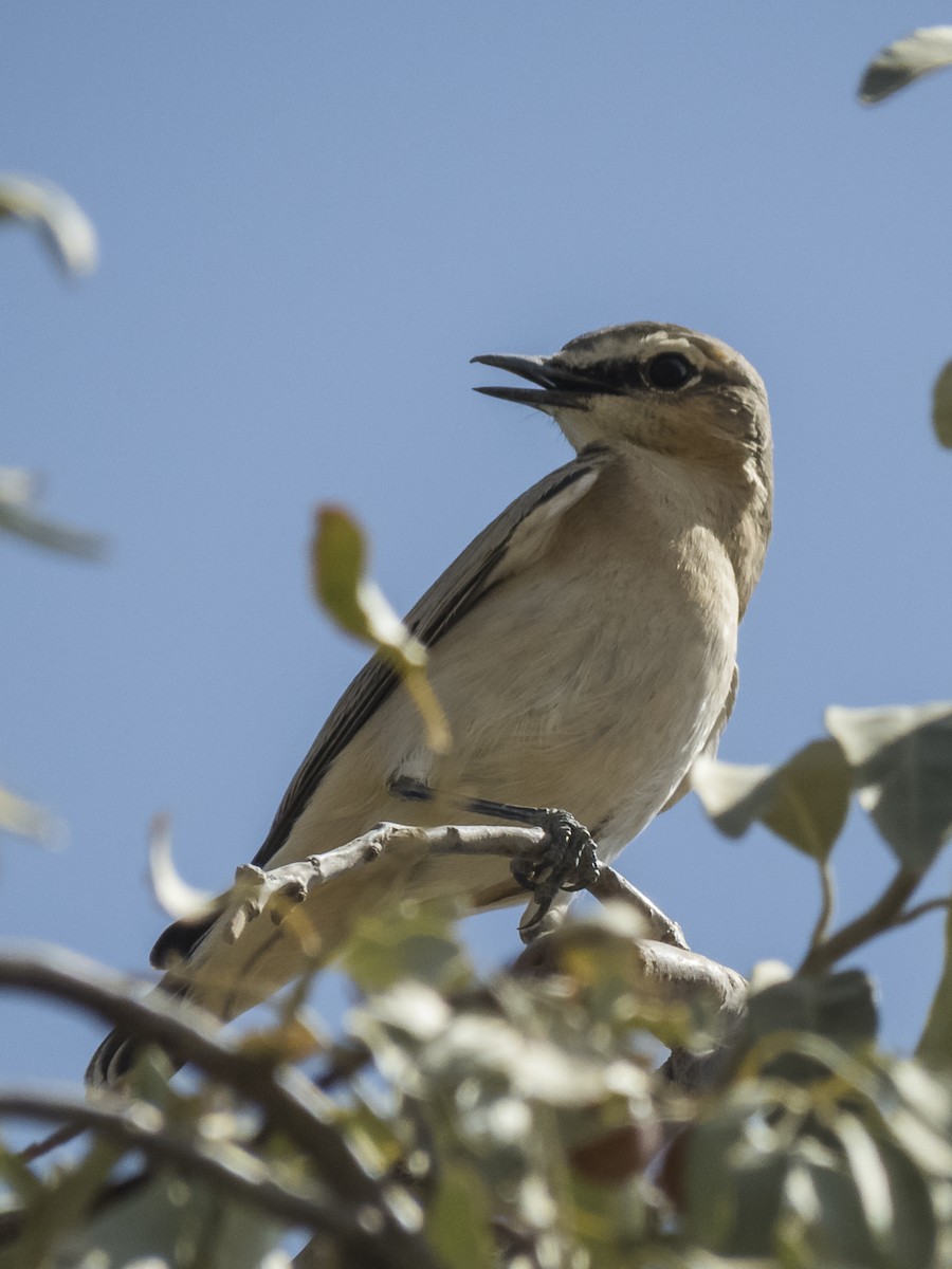 isabellasteinskvett - ML371039391