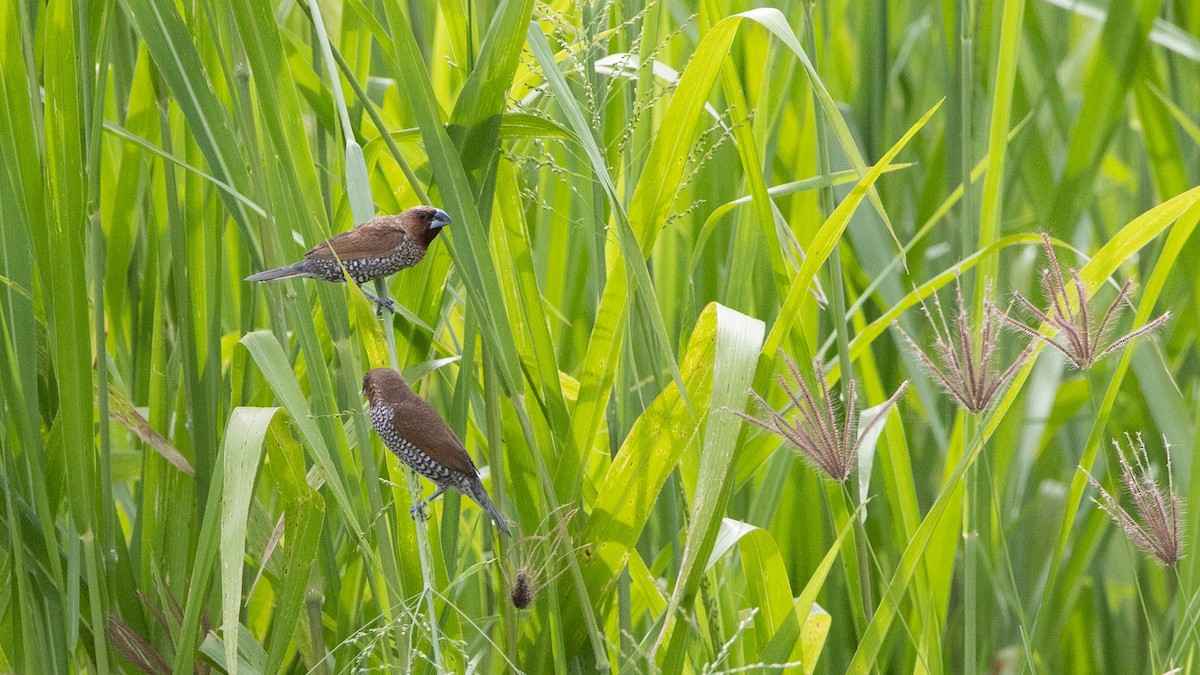 Scaly-breasted Munia - ML371039491