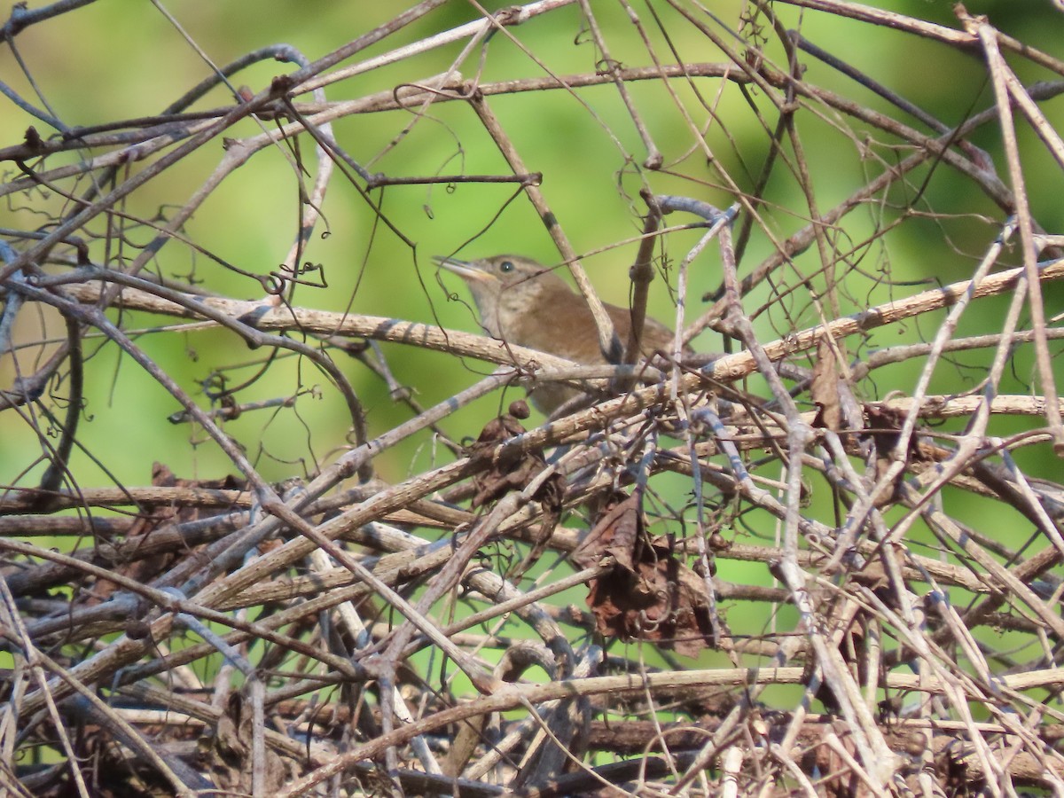 Northern House Wren - ML371039761