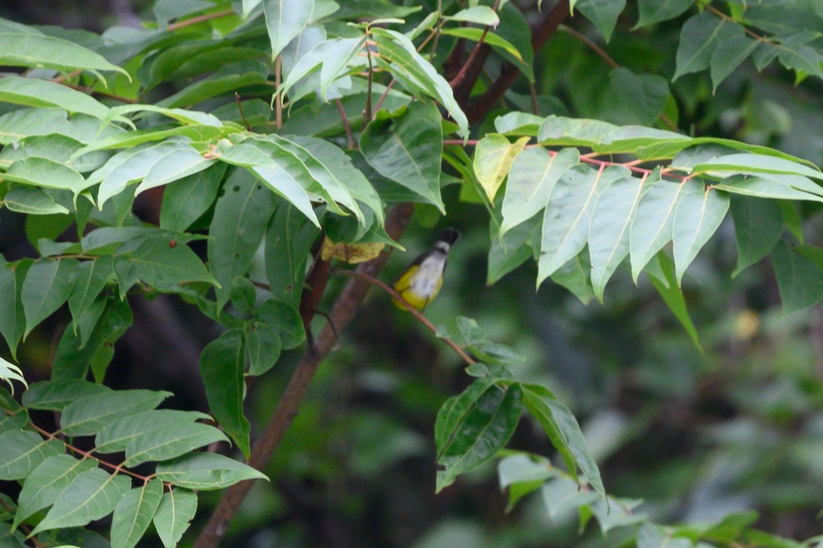 Magnolia Warbler - ML371041461