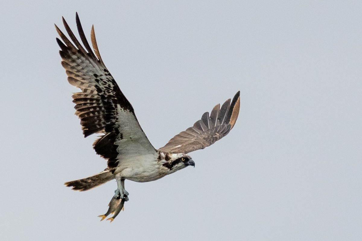 Osprey - ML371041511