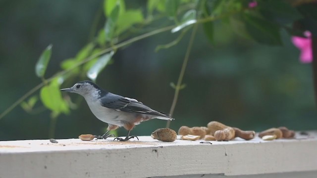 White-breasted Nuthatch - ML371042441