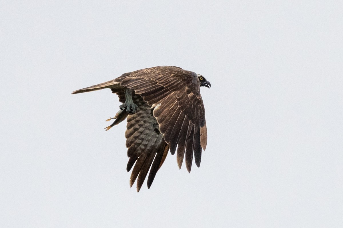 Osprey - ML371048211