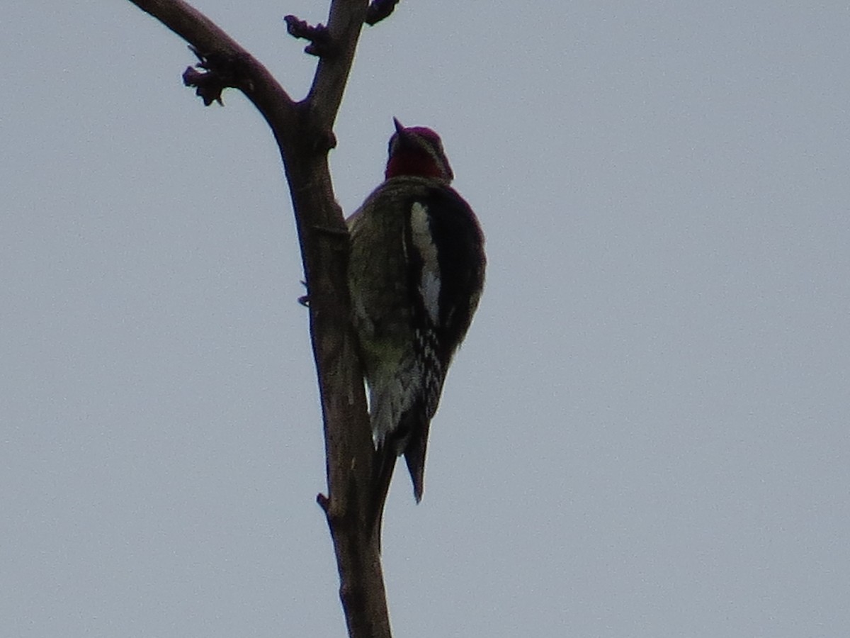 Red-naped Sapsucker - ML37104911