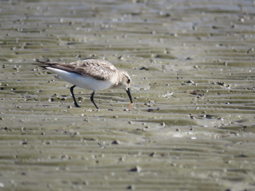 Baird's Sandpiper - ML371049721