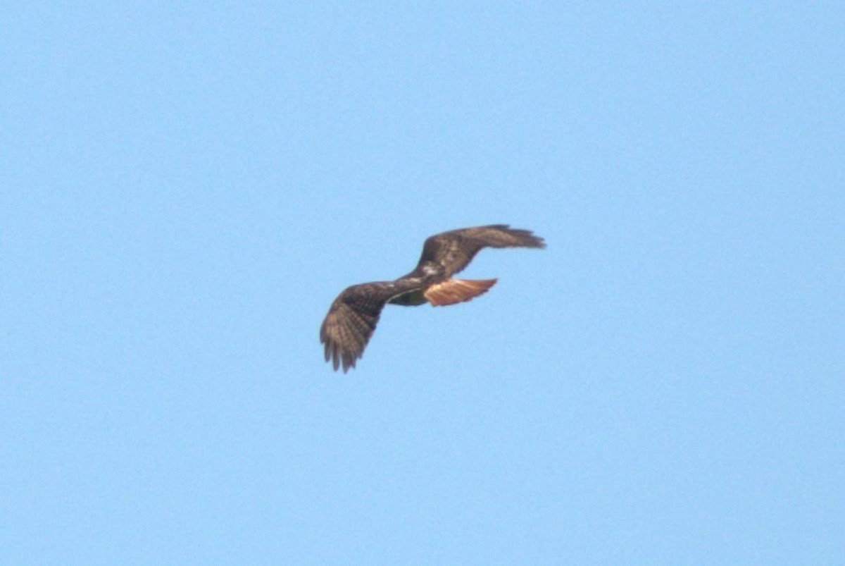 Red-tailed Hawk - ML371050551