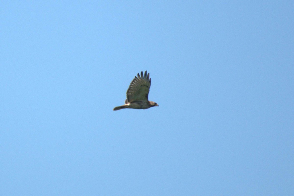 Red-tailed Hawk - ML371050591