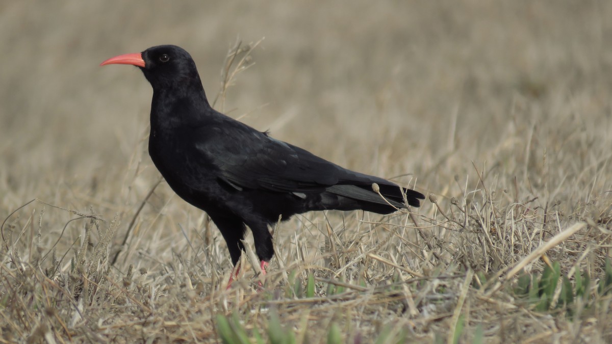 Red-billed Chough - Ricardo Salgueiro