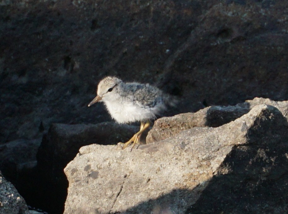 Spotted Sandpiper - Chris Wilson