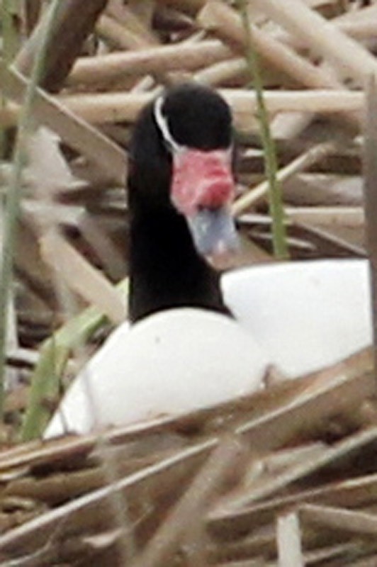 Black-necked Swan - ML37105311