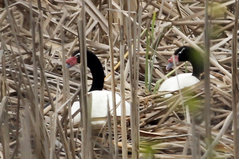 Black-necked Swan - ML37105331