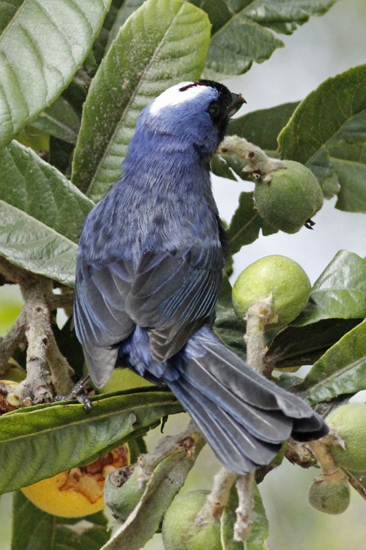 Diademed Tanager - ML37105371