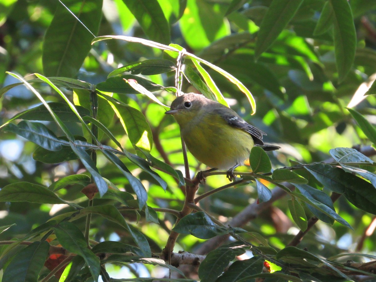 Magnolia Warbler - ML371055611