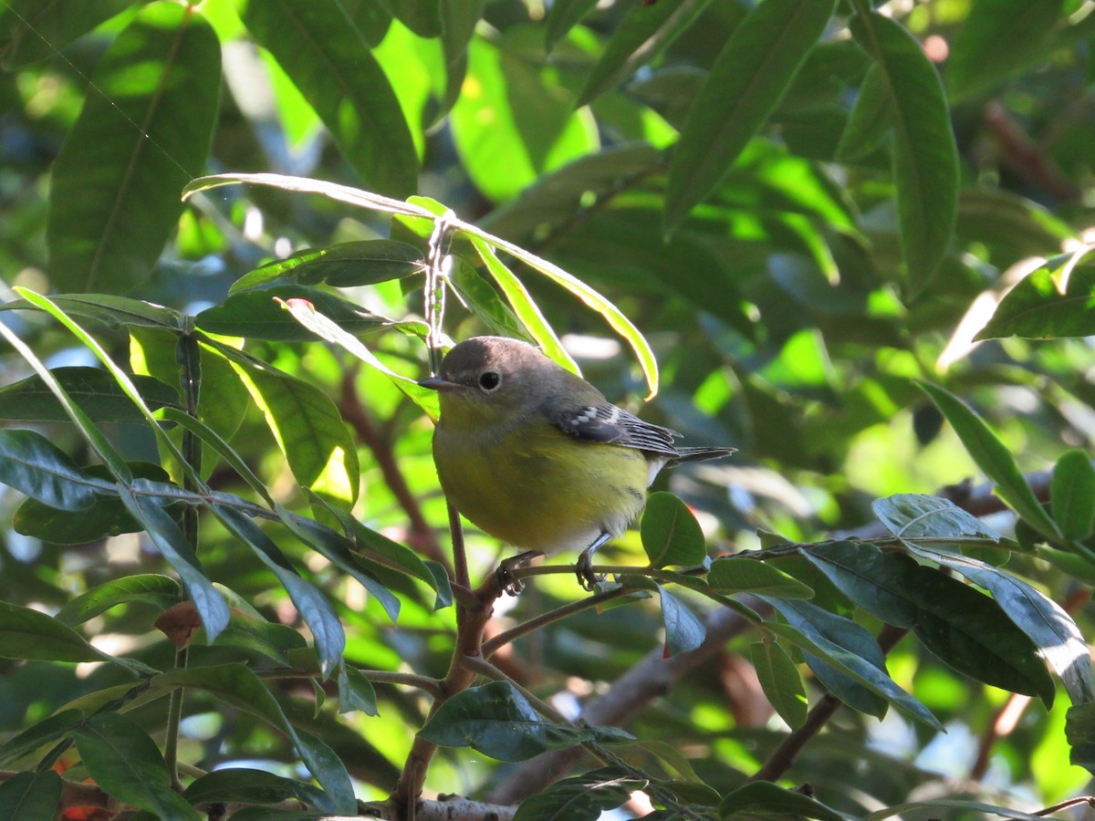 Magnolia Warbler - Mickey Ryan