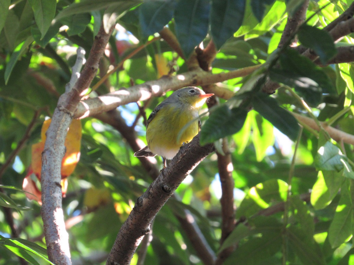 Magnolia Warbler - ML371055721