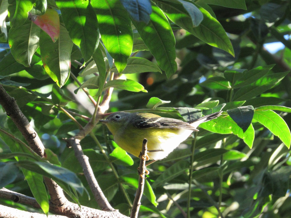 Magnolia Warbler - ML371055801