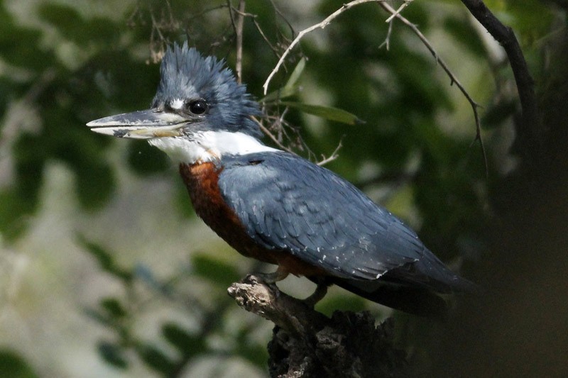 Ringed Kingfisher - ML37105581