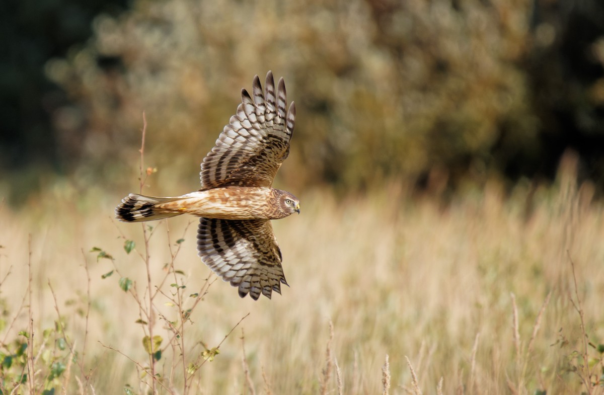 Hen Harrier - ML371056031