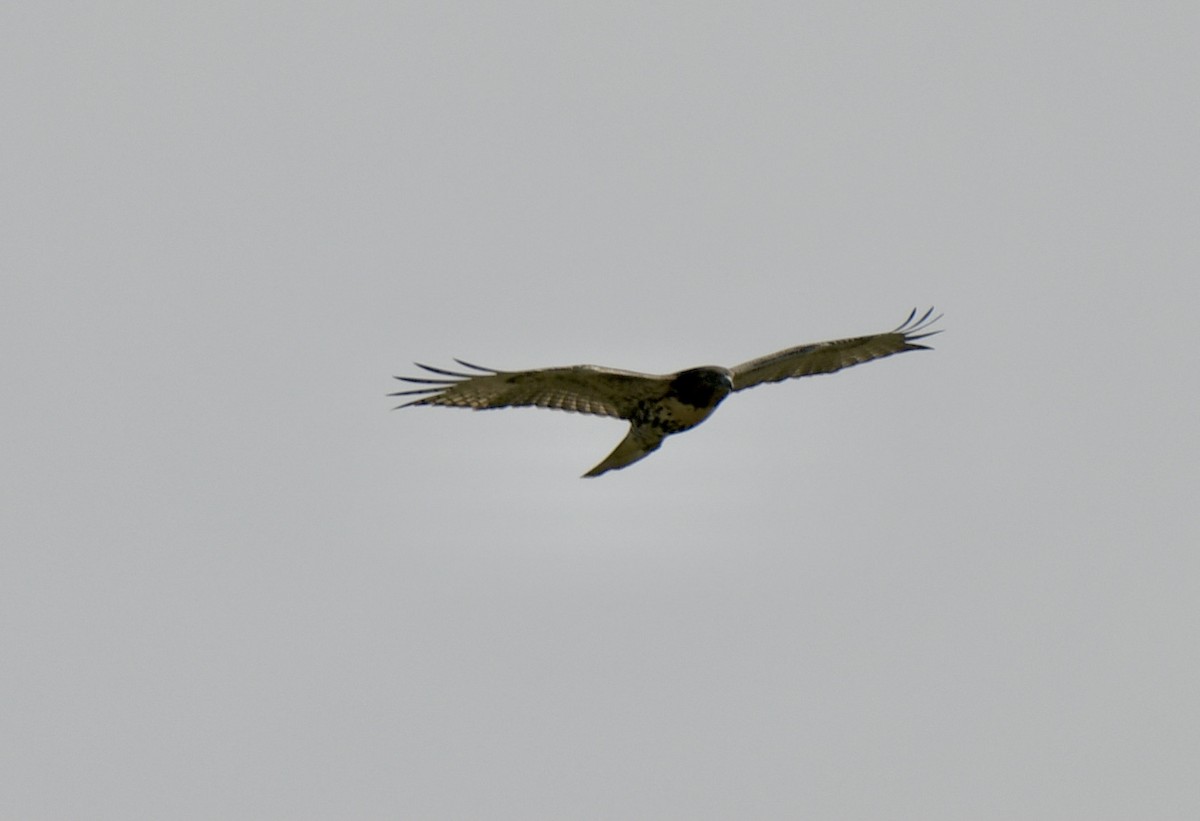 Red-tailed Hawk - ML371056911