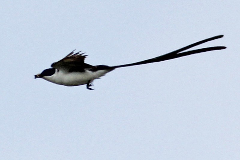Fork-tailed Flycatcher - ML37105801