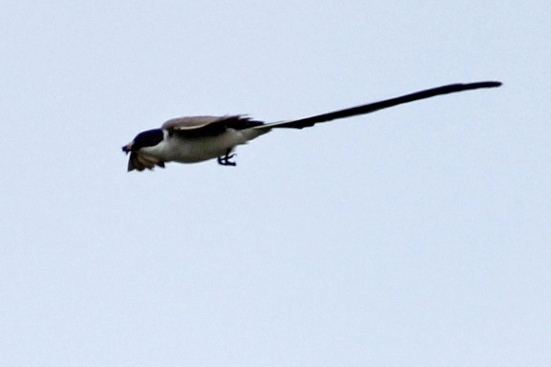 Fork-tailed Flycatcher - ML37105841