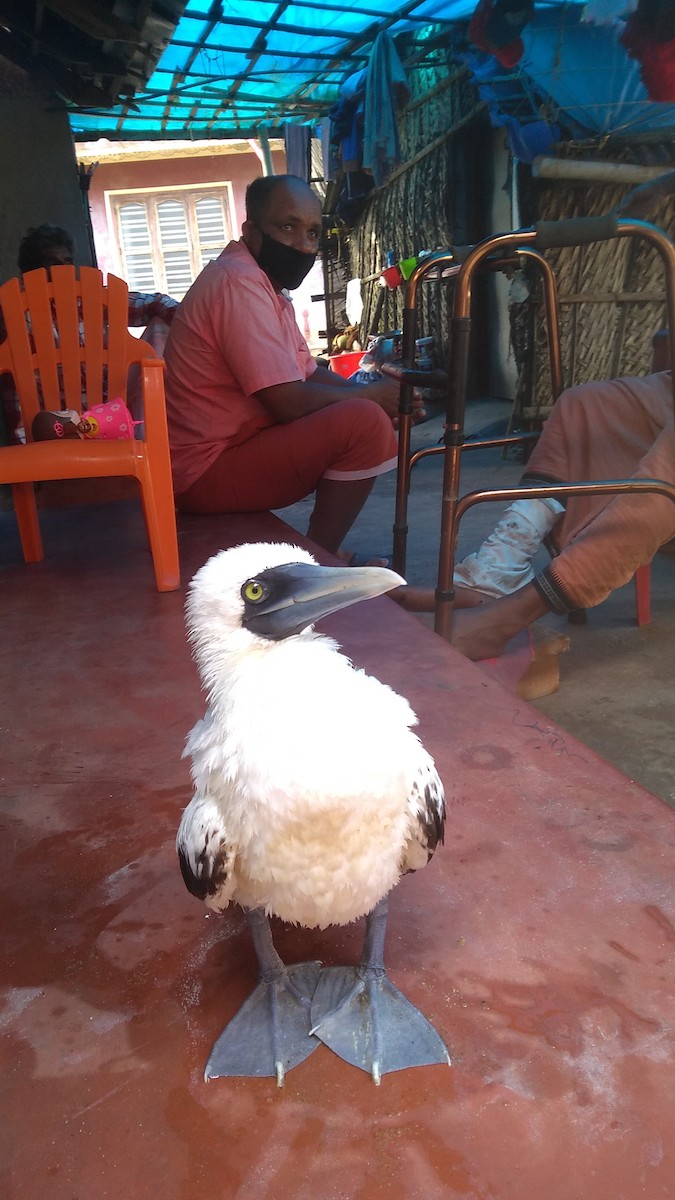 Masked Booby - ML371059991