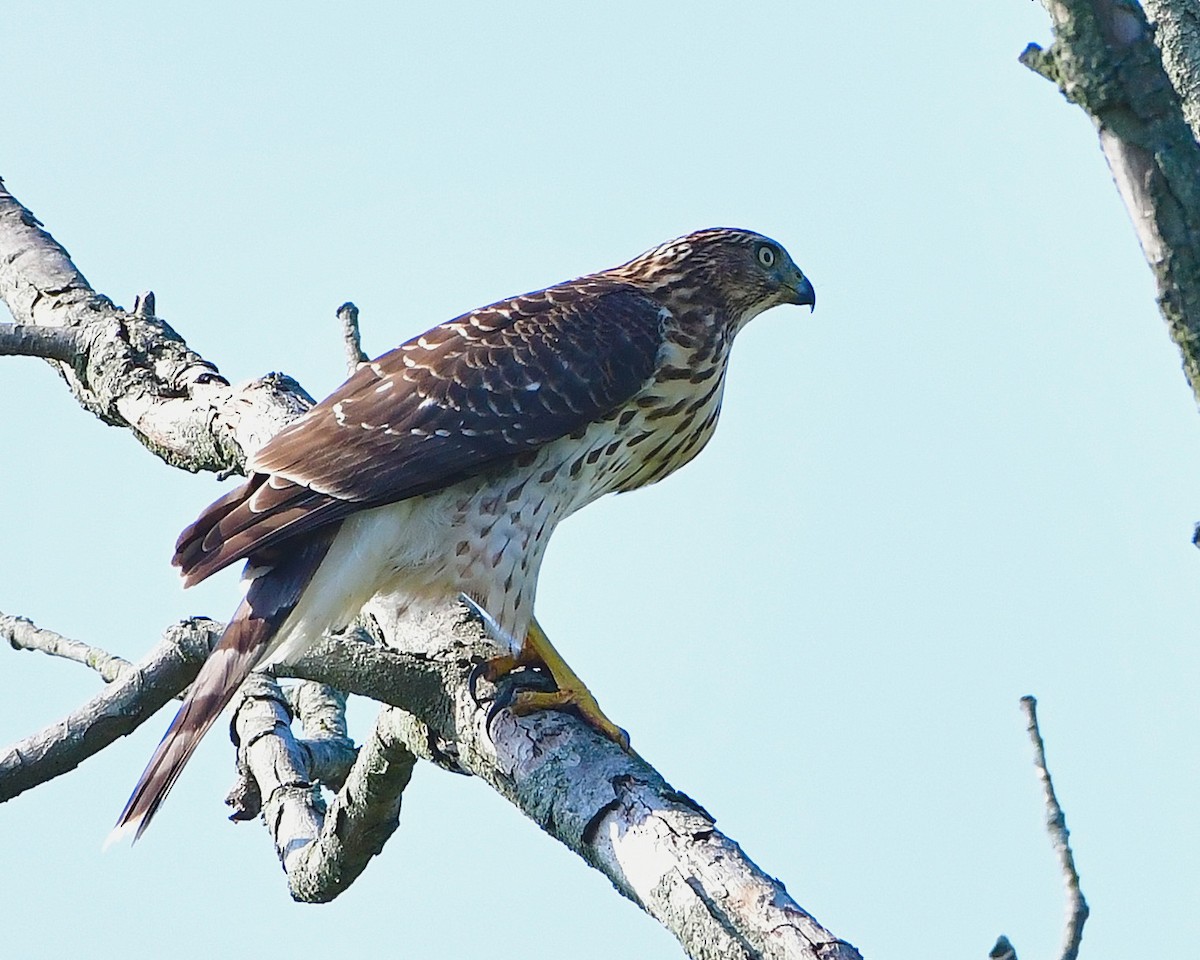 Cooper's Hawk - ML371062861