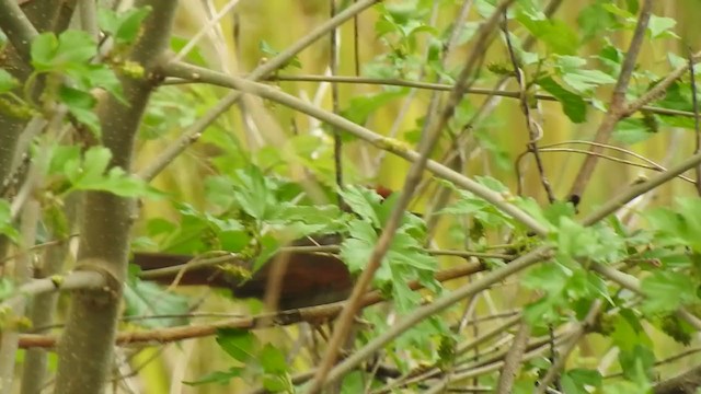 Pale-breasted Spinetail - ML371063551