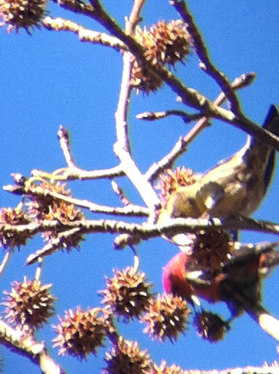 White-winged Crossbill - ML371063781