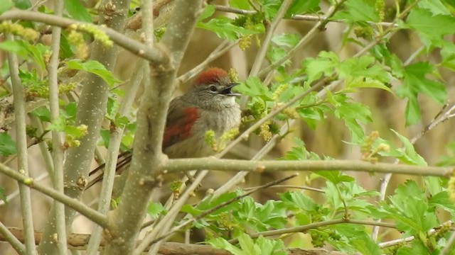 Pale-breasted Spinetail - ML371063971