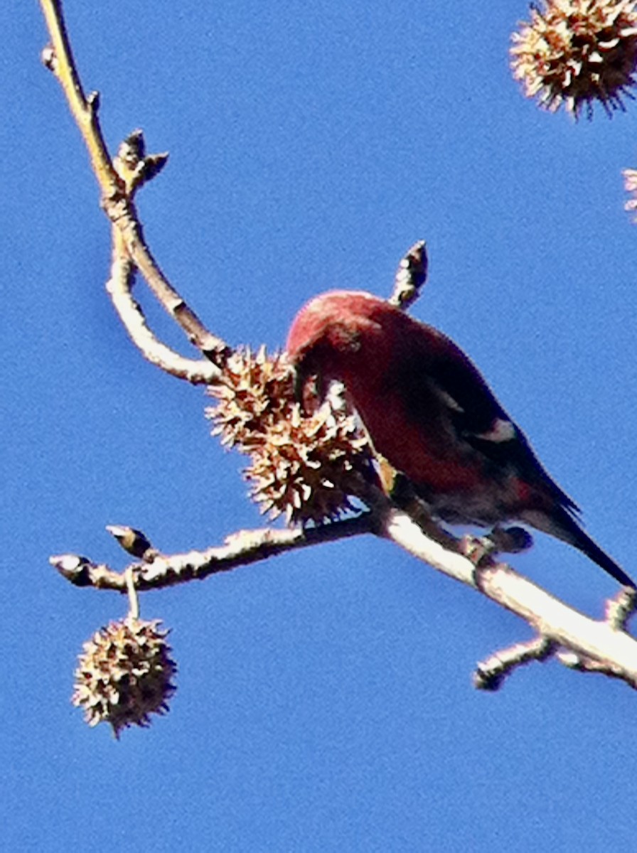 White-winged Crossbill - ML371064011