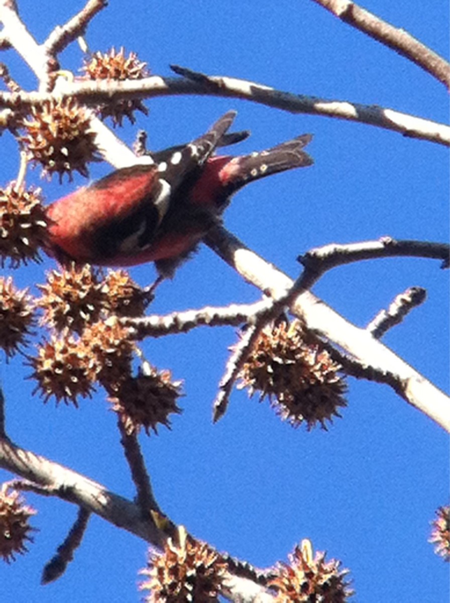 White-winged Crossbill - ML371064281