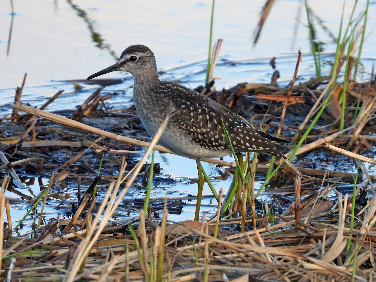 Wood Sandpiper - ML371066591