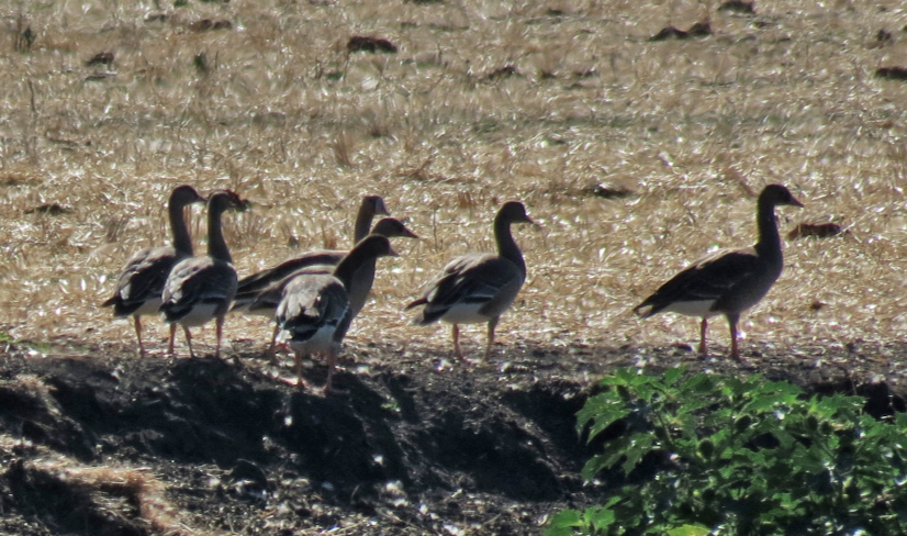 Greater White-fronted Goose - ML37106781