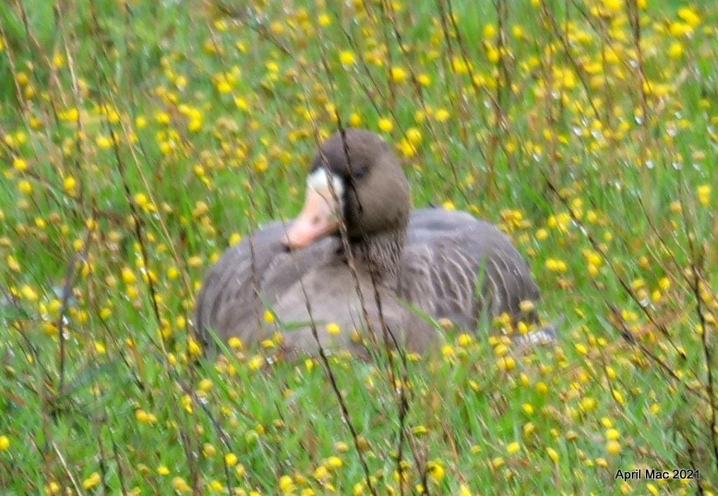 Greater White-fronted Goose - ML371067881