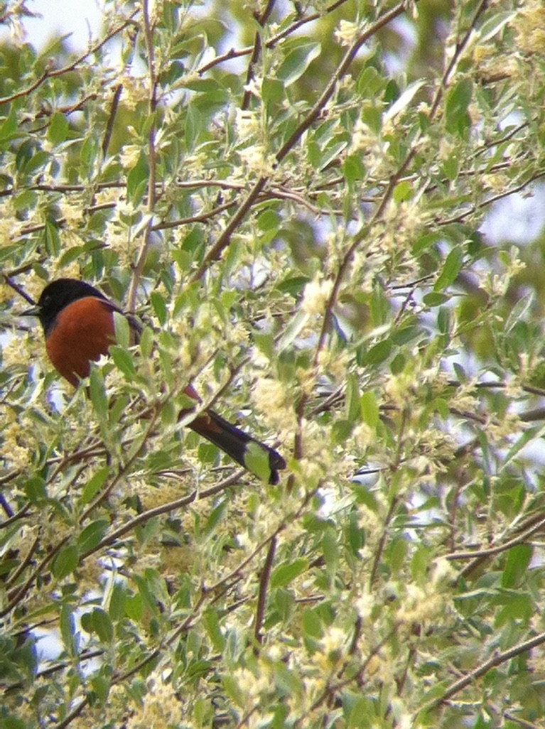 Orchard Oriole - ML371069241