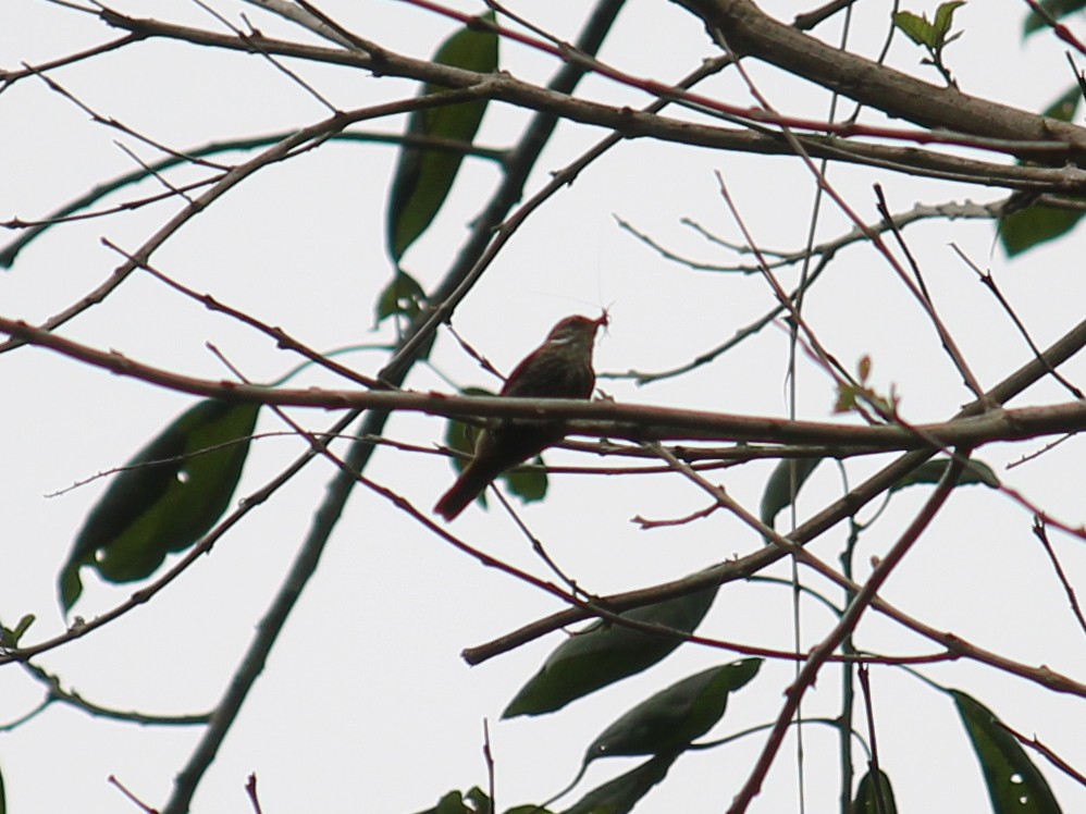 Streaked Xenops - ML371070131