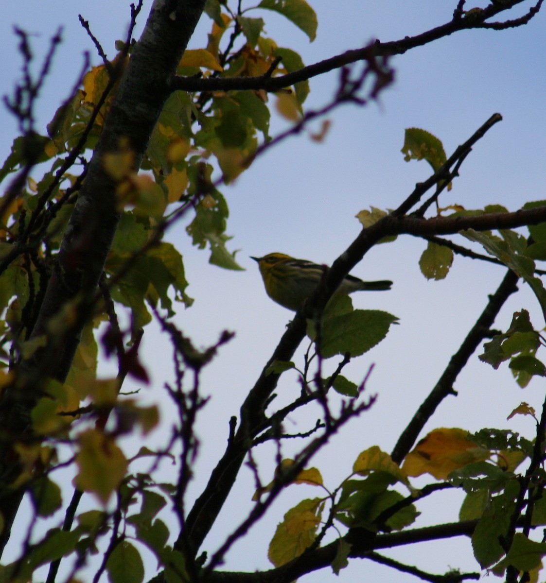 Townsend's Warbler - ML37107111