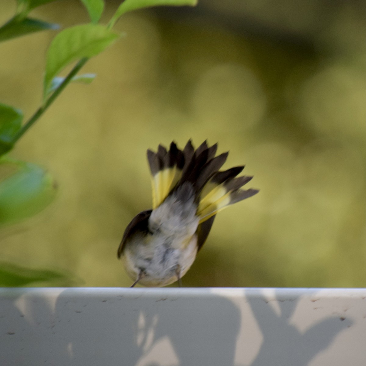 American Redstart - ML371071171