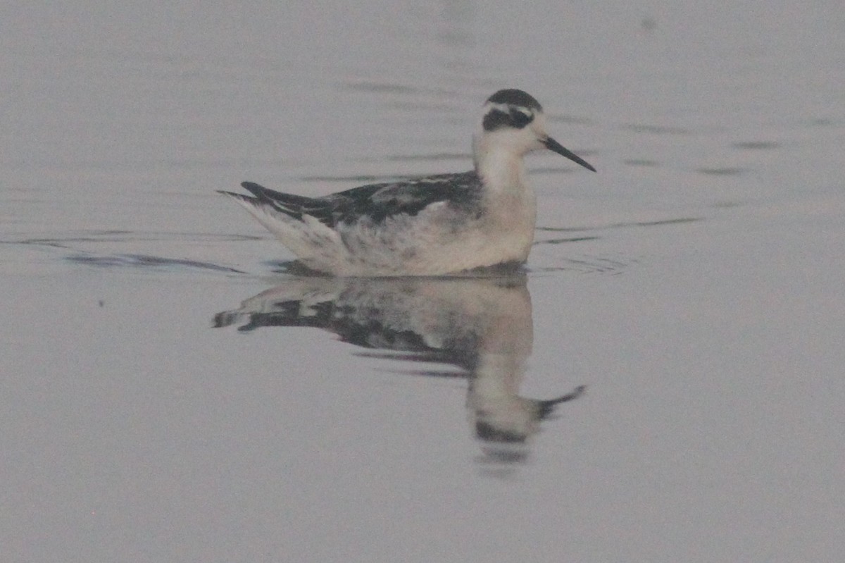 Red-necked Phalarope - ML371071341