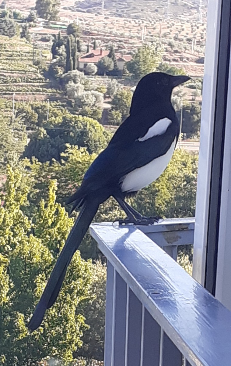 Eurasian Magpie (Iberian) - ML371071361