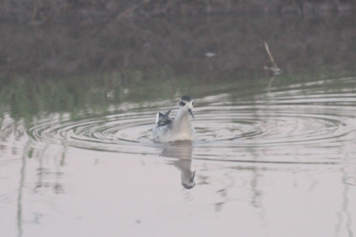 Red-necked Phalarope - ML371071461