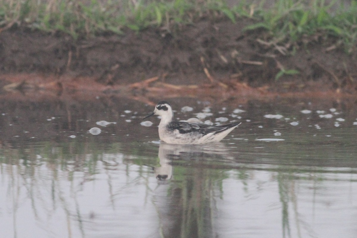 Red-necked Phalarope - ML371071471