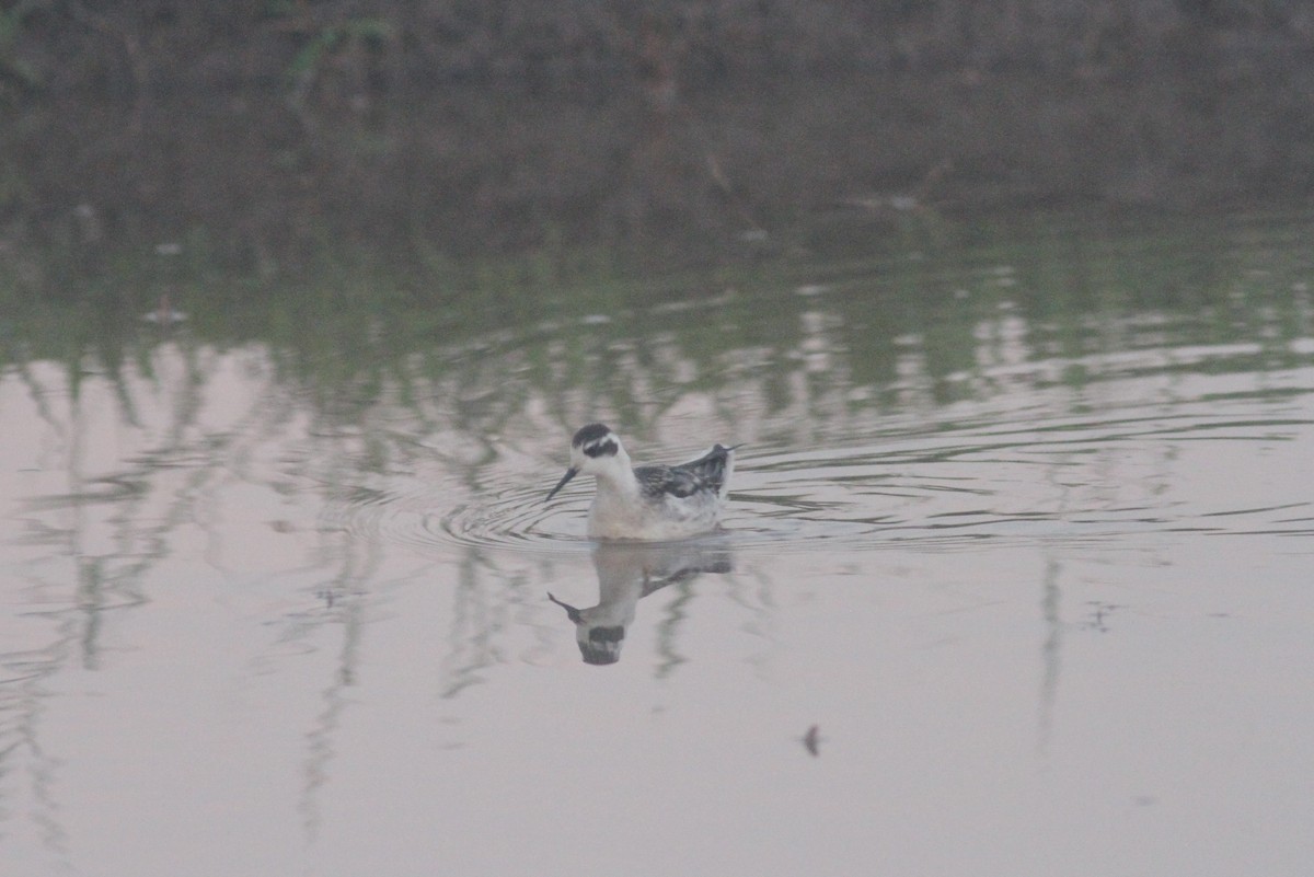 Red-necked Phalarope - ML371071481