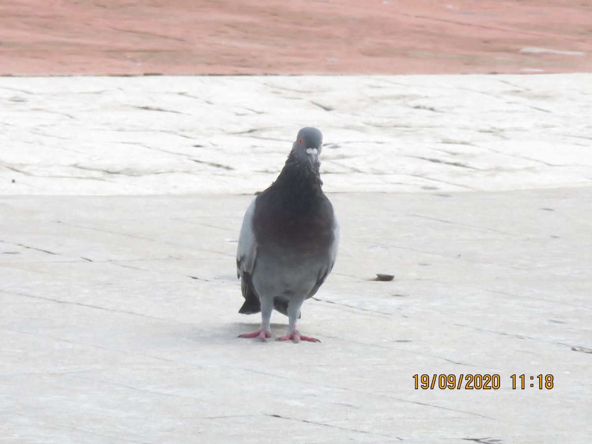 Rock Pigeon (Feral Pigeon) - Matias Morquecho